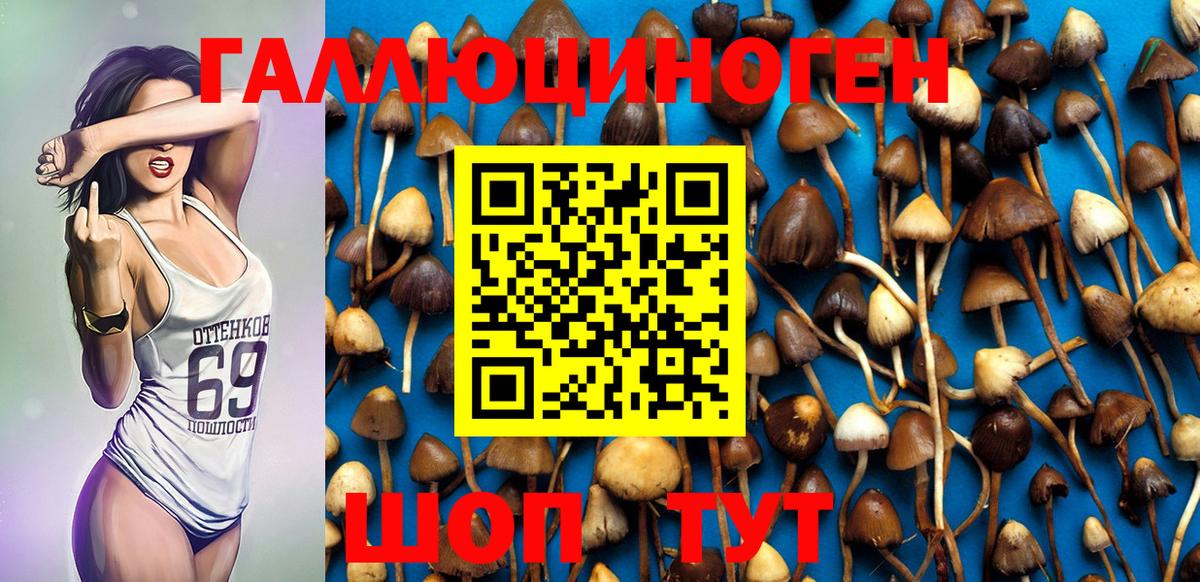 Галлюциногенные грибы Psilocybe Лысьва